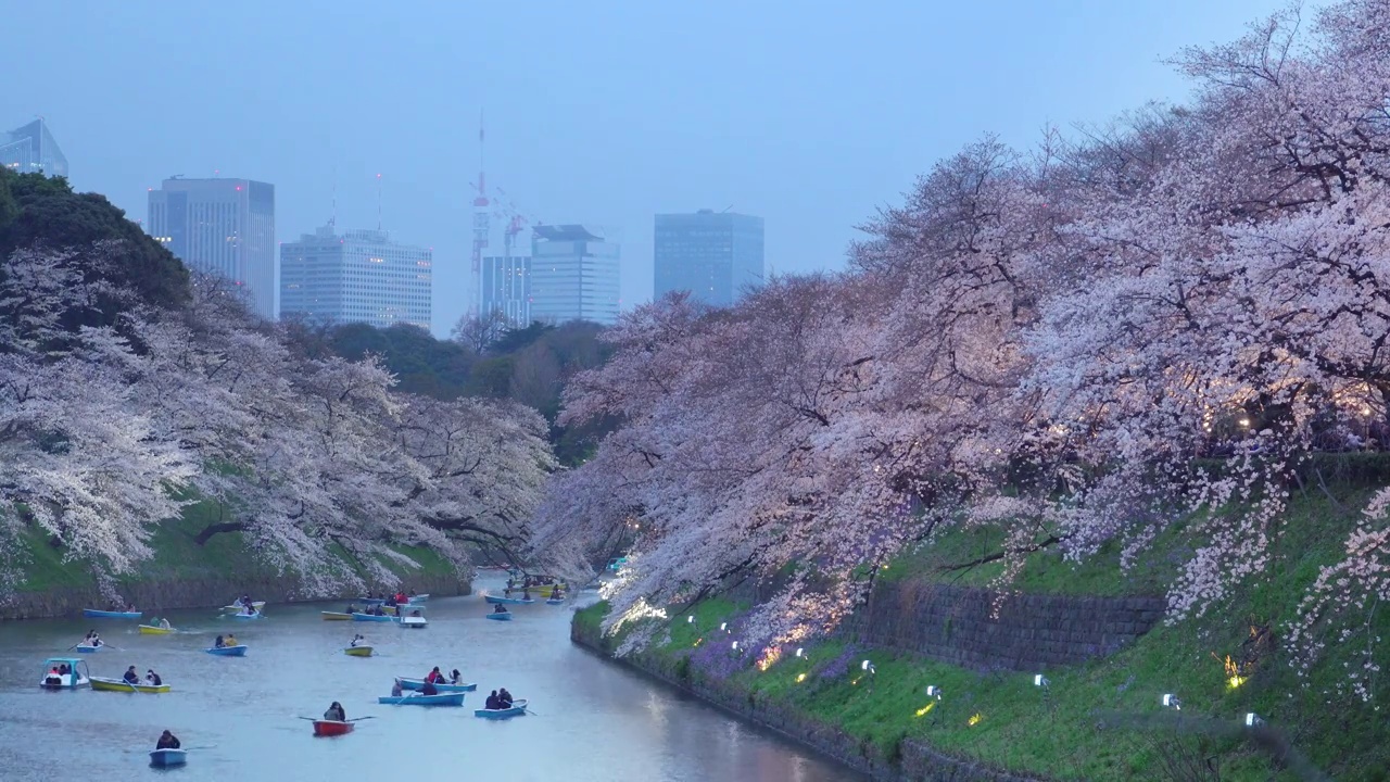 4k:樱花花瓣飘落在日本东京千origafuchi公园视频素材