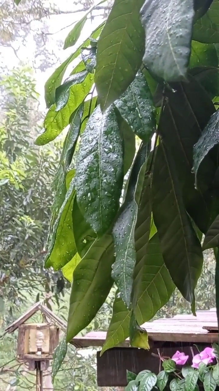 下雨的日子与叶子的背景视图在早上视频下载