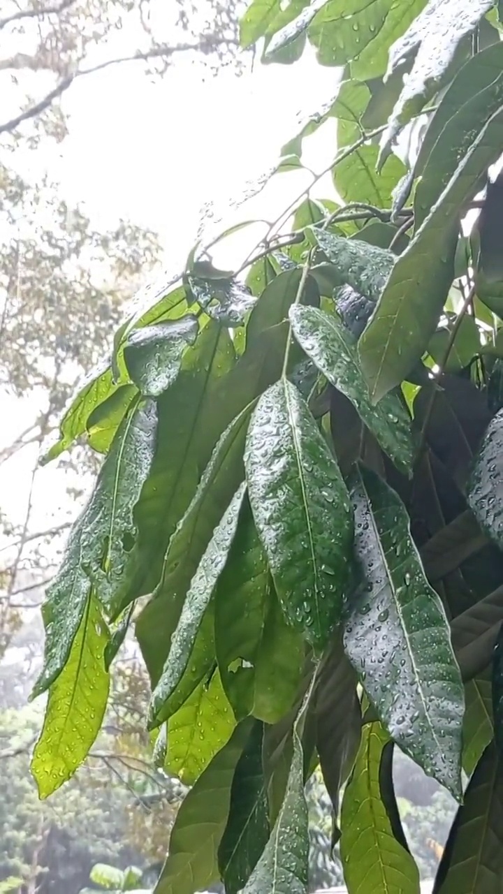 下午的雨洒着绿叶视频下载