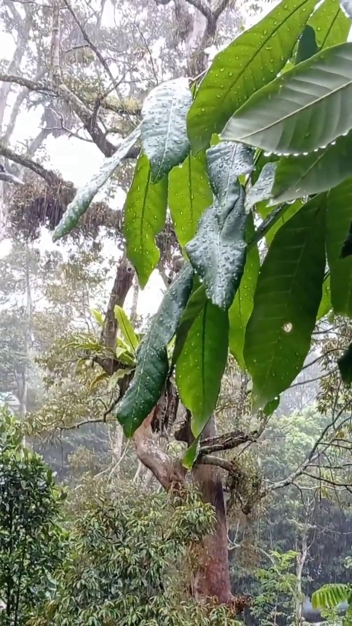 下午的雨洒着绿叶视频素材