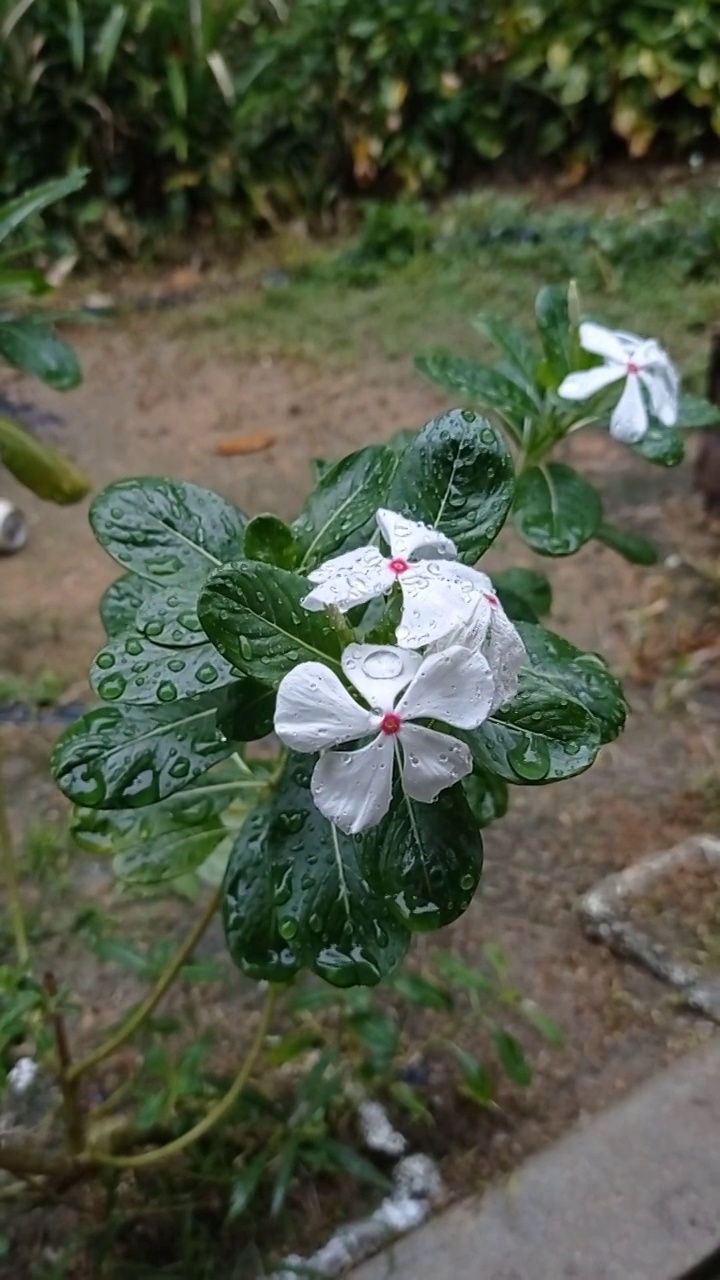 雨点落在盛开的白花上视频素材