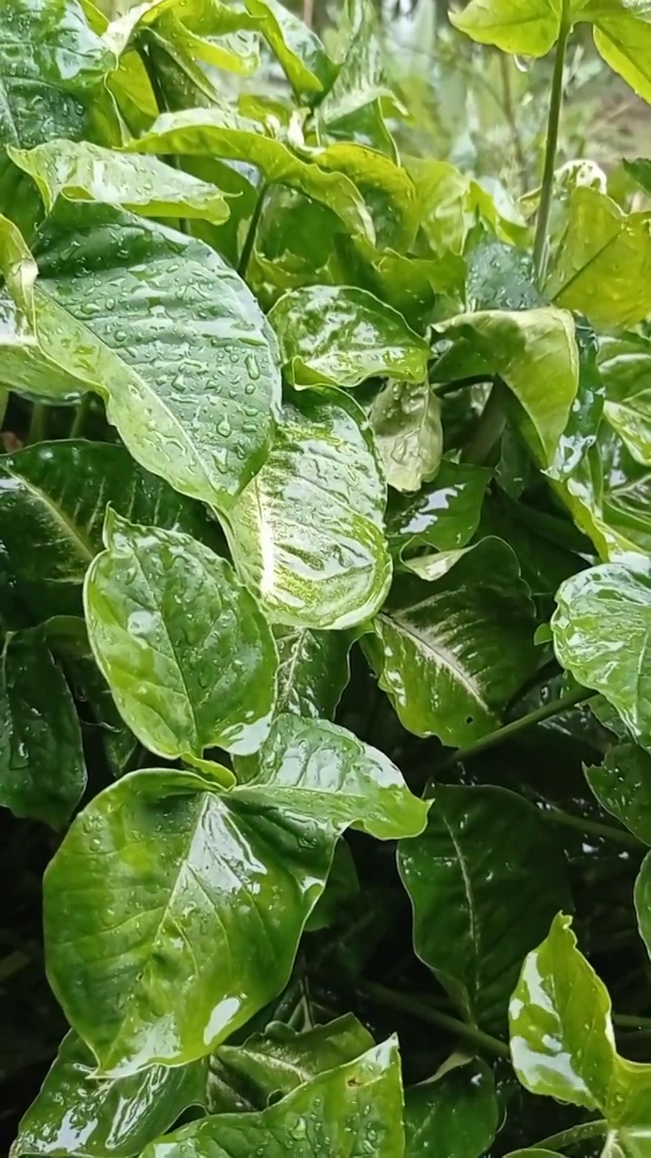 下雨的日子与叶子的背景视图在早上视频下载