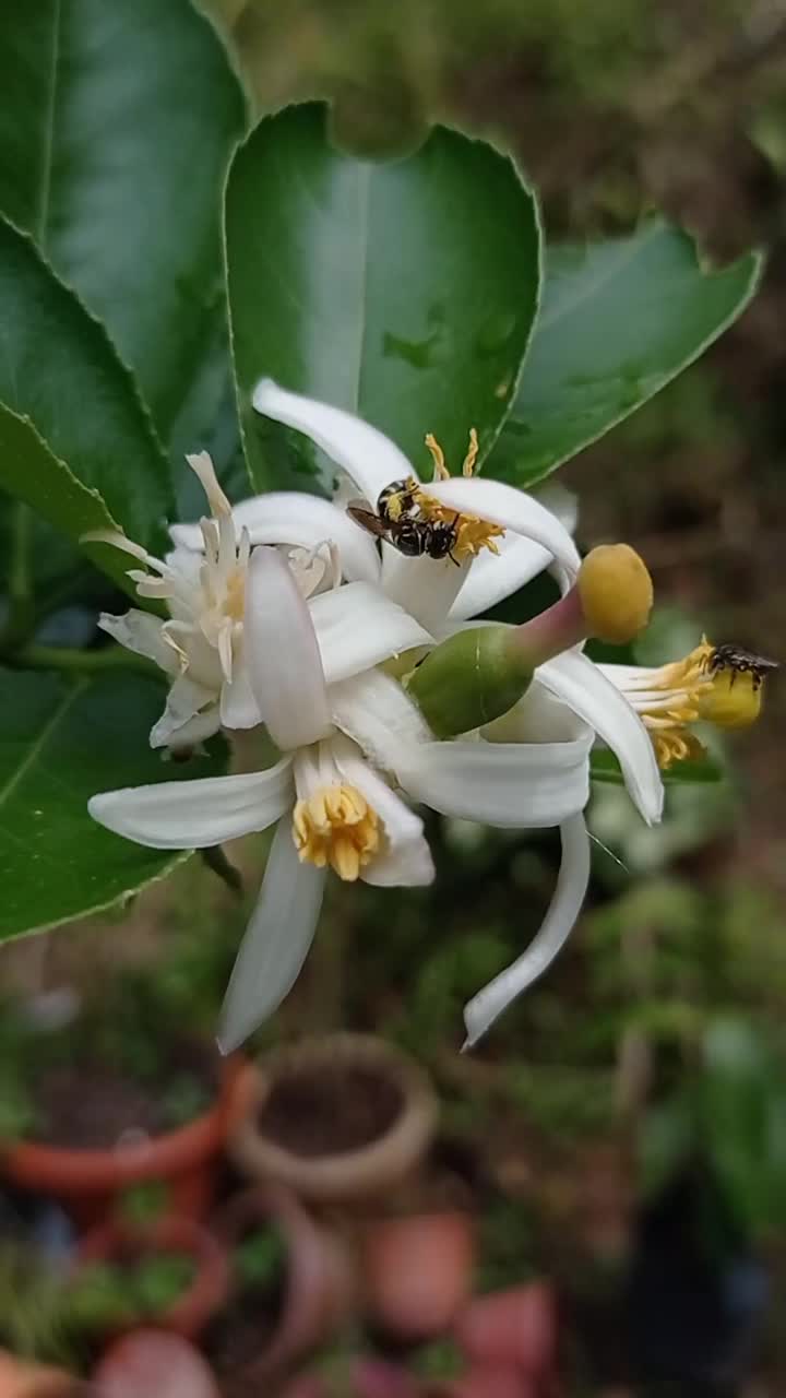 柠檬白花配黑蜂视频下载