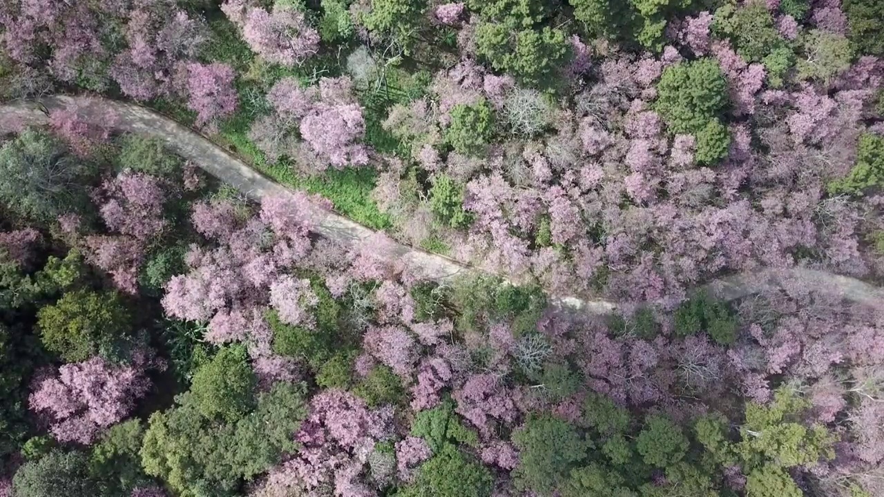 在樱花盛开的山路上，一辆摩托车在空中行驶。视频素材