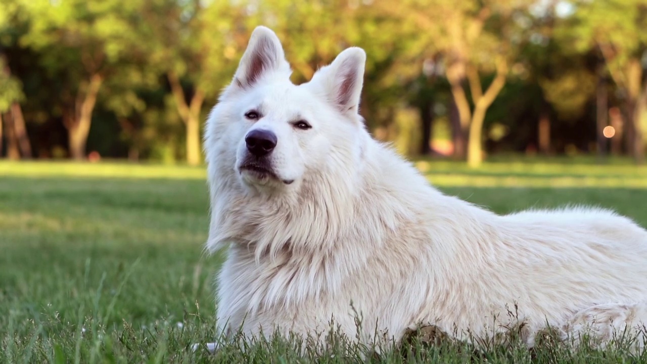 瑞士牧羊犬玩球后在草地上放松视频素材