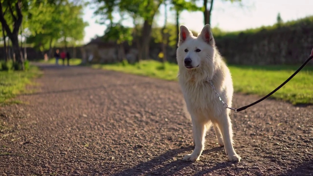 在公园里拴着皮带的瑞士牧羊犬视频素材