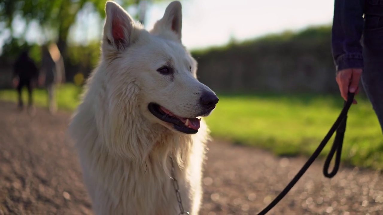 在公园里拴着皮带的瑞士牧羊犬视频素材