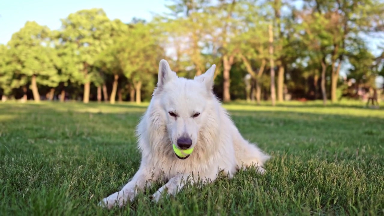 瑞士牧羊犬在公园里玩网球视频素材