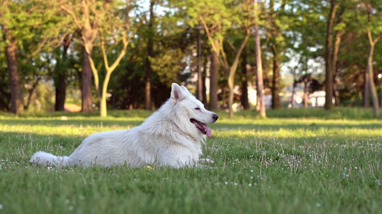 瑞士牧羊犬玩球后在草地上放松视频素材