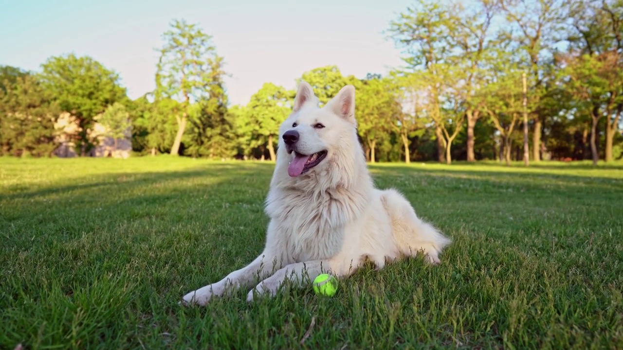 瑞士牧羊犬玩球后在草地上放松视频素材