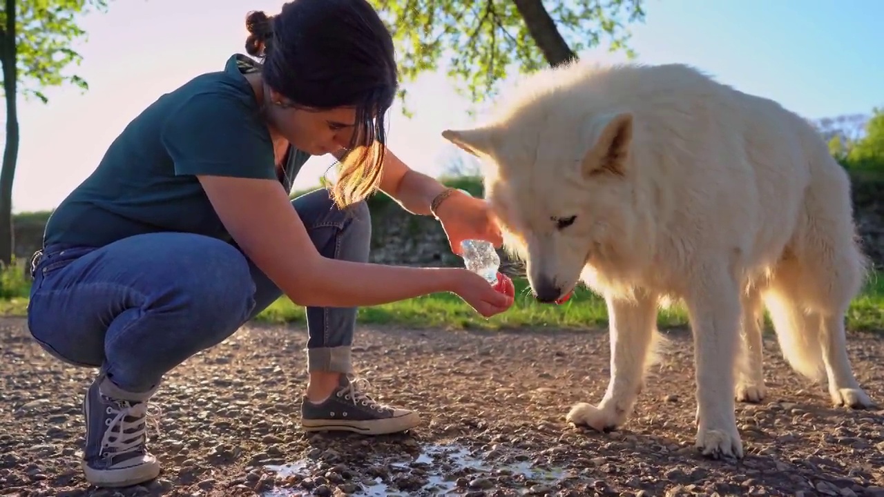 一名妇女给她口渴的瑞士牧羊犬喝水视频素材