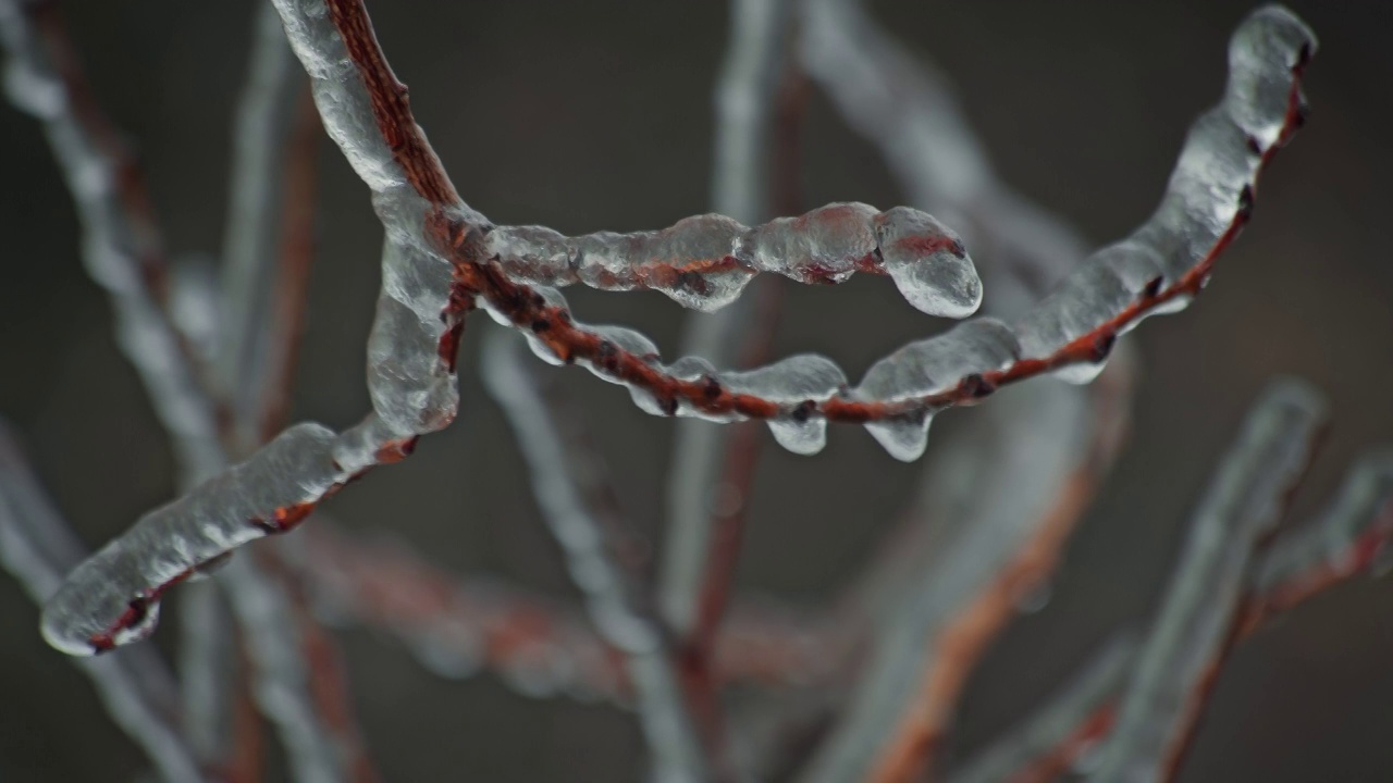 树枝上的冰雪视频素材