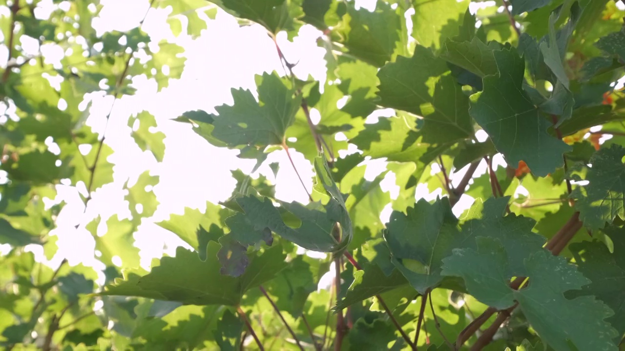 绿色的葡萄园叶在农业领域的种植植物夏季视频素材