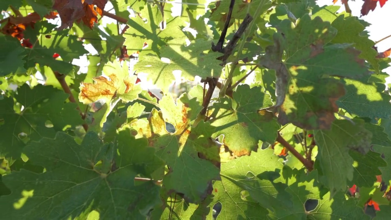 绿色的葡萄园叶在农业领域的种植植物夏季视频素材