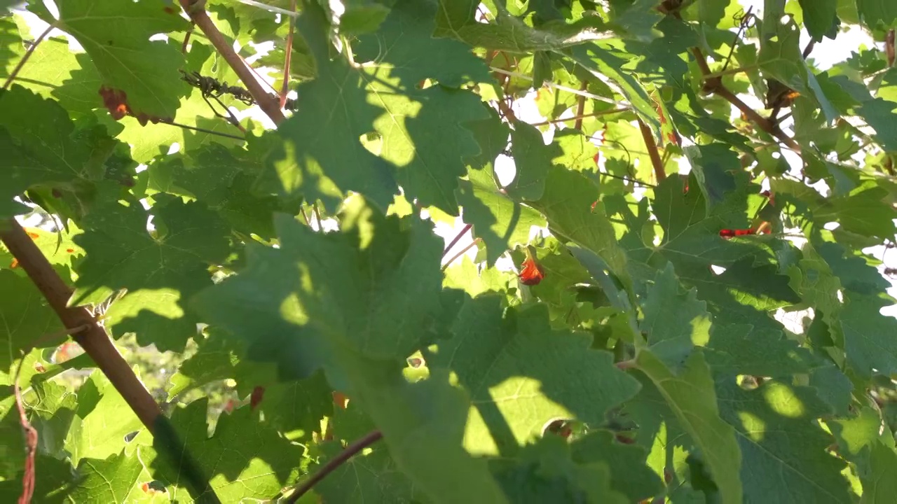 绿色的葡萄园叶在农业领域的种植植物夏季视频素材