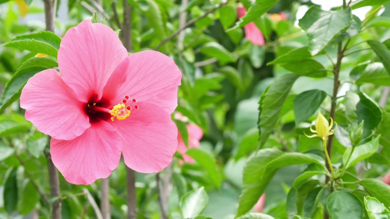 芙蓉花。装饰植物视频素材