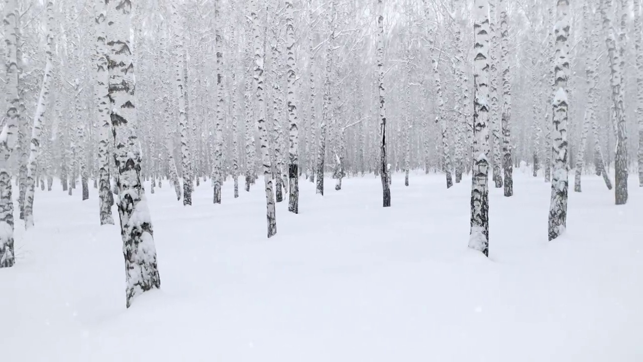 白桦林飘落的雪花。视频素材