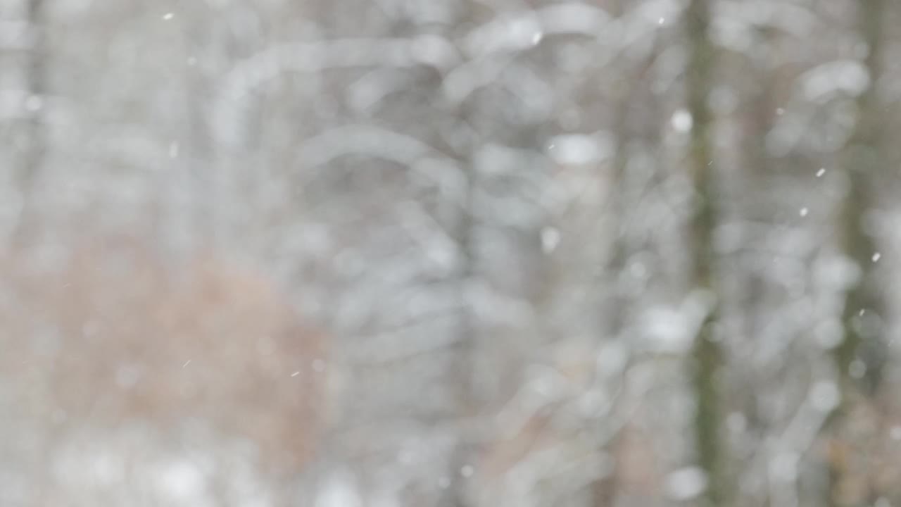 在阴天在模糊的冬季森林背景上的降雪视频素材