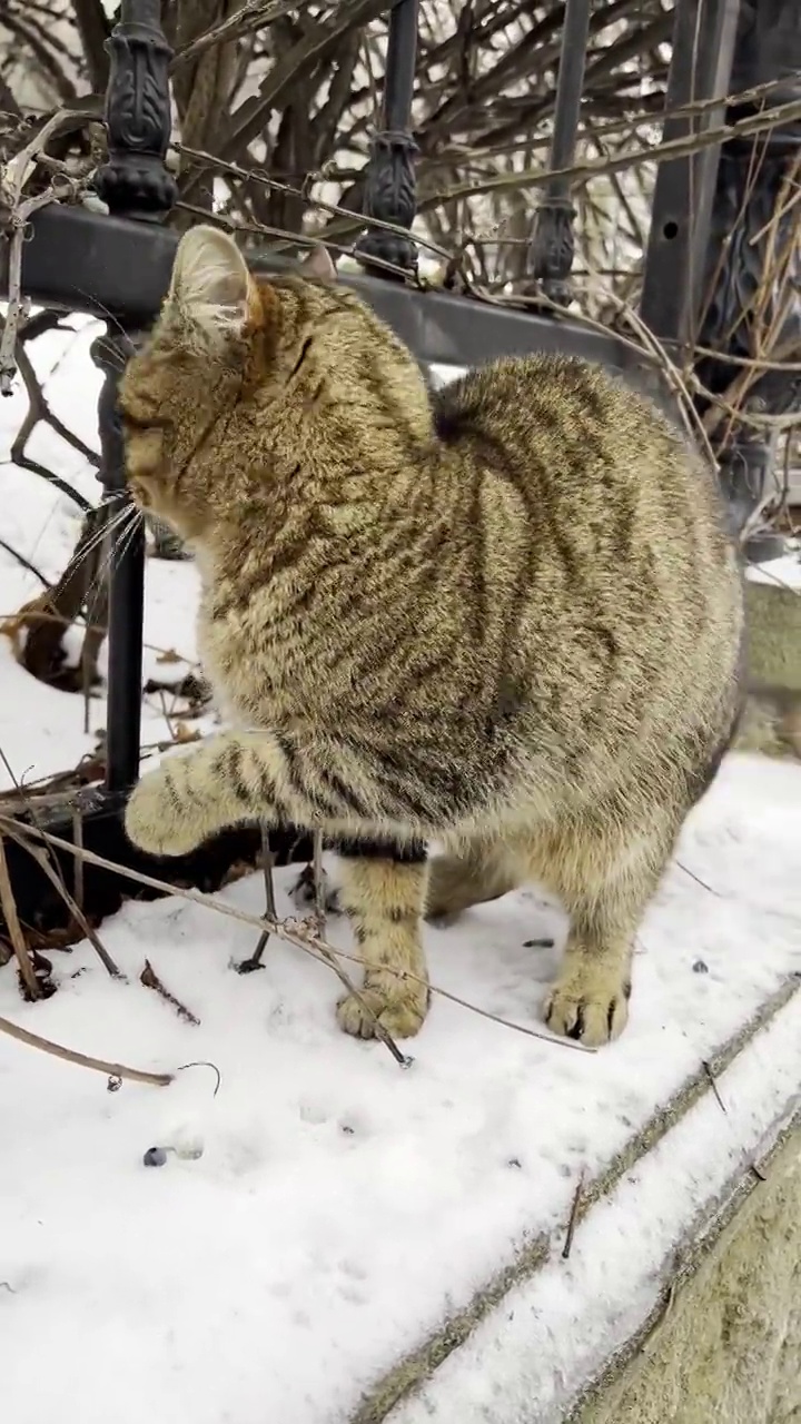 这只灰色的有趣的猫用爪子打架。雪地公园里可爱的虎斑猫。视频素材