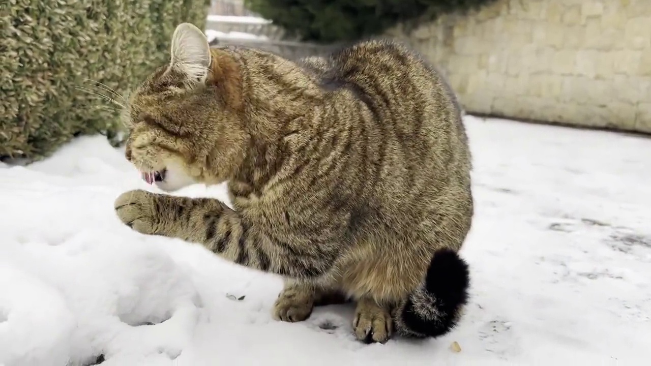 可爱的小猫在冬天的雪地里洗爪子。舔着毛茸茸爪子的灰虎斑猫。视频素材