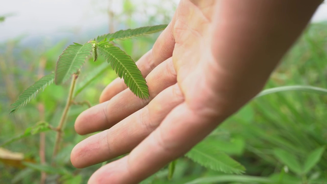 画面上黄色的野花，野草上蚂蚁的手。视频素材