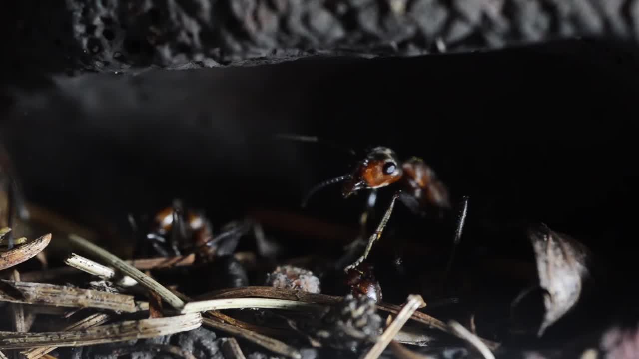 人工蚁丘中的蚂蚁视频素材
