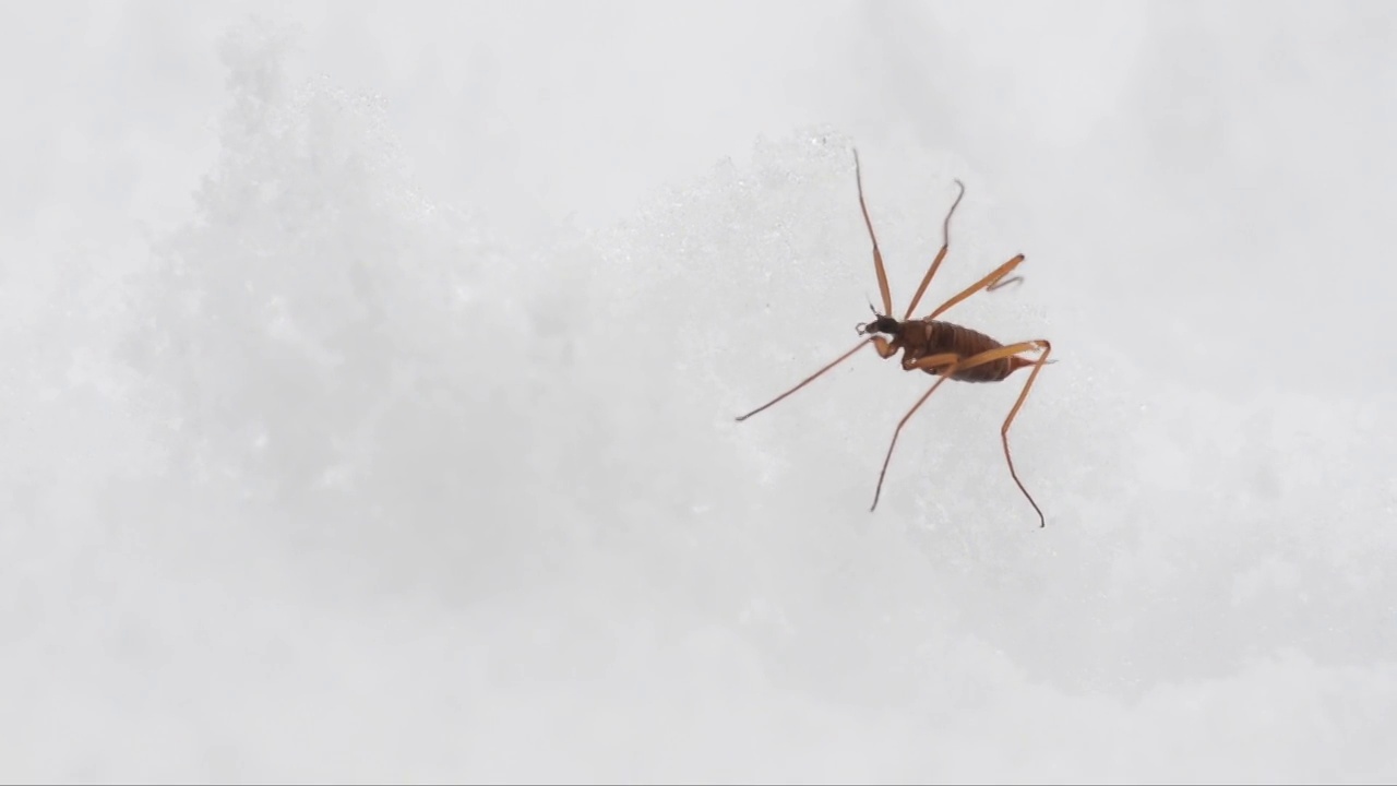 雪虫，雪上的昆虫视频素材