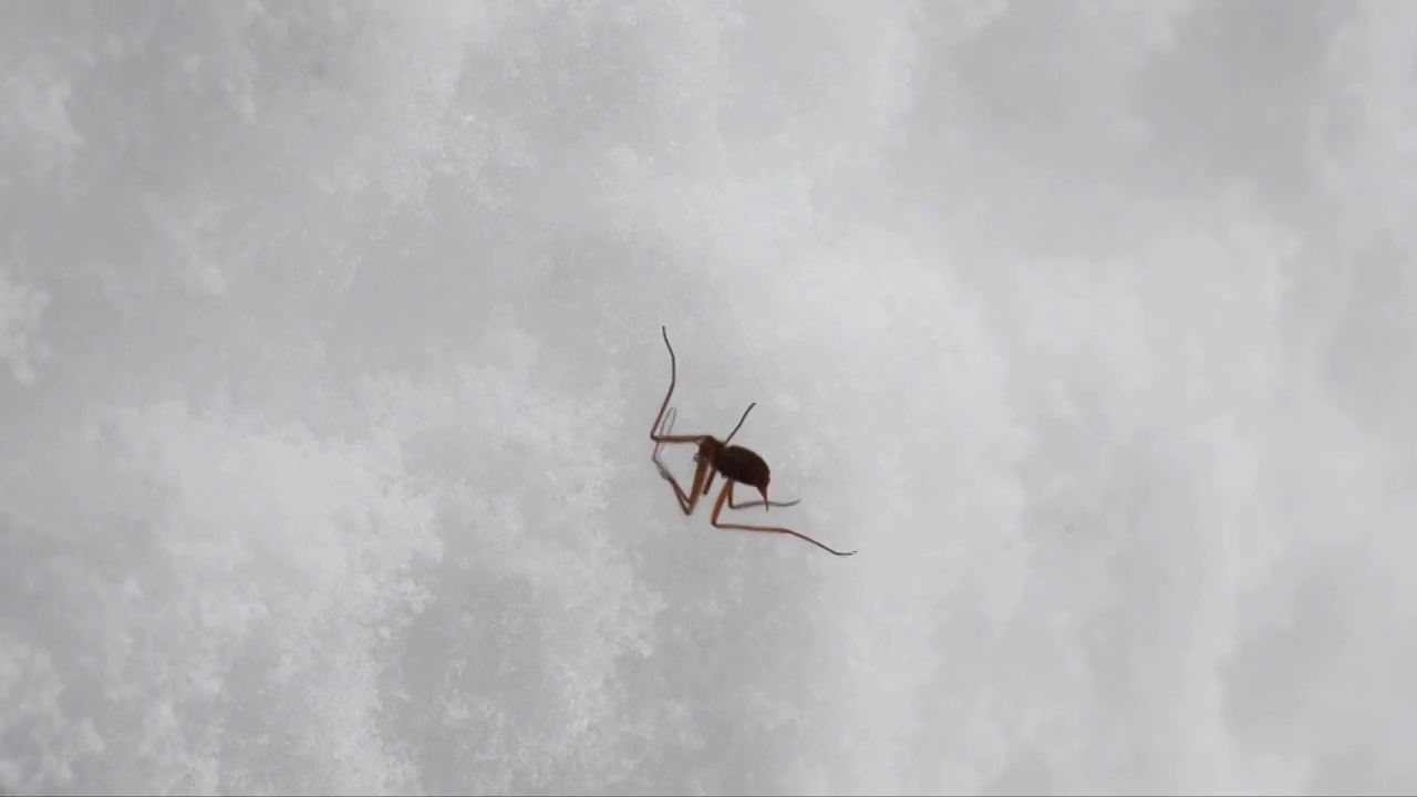 雪虫，雪上的昆虫视频素材