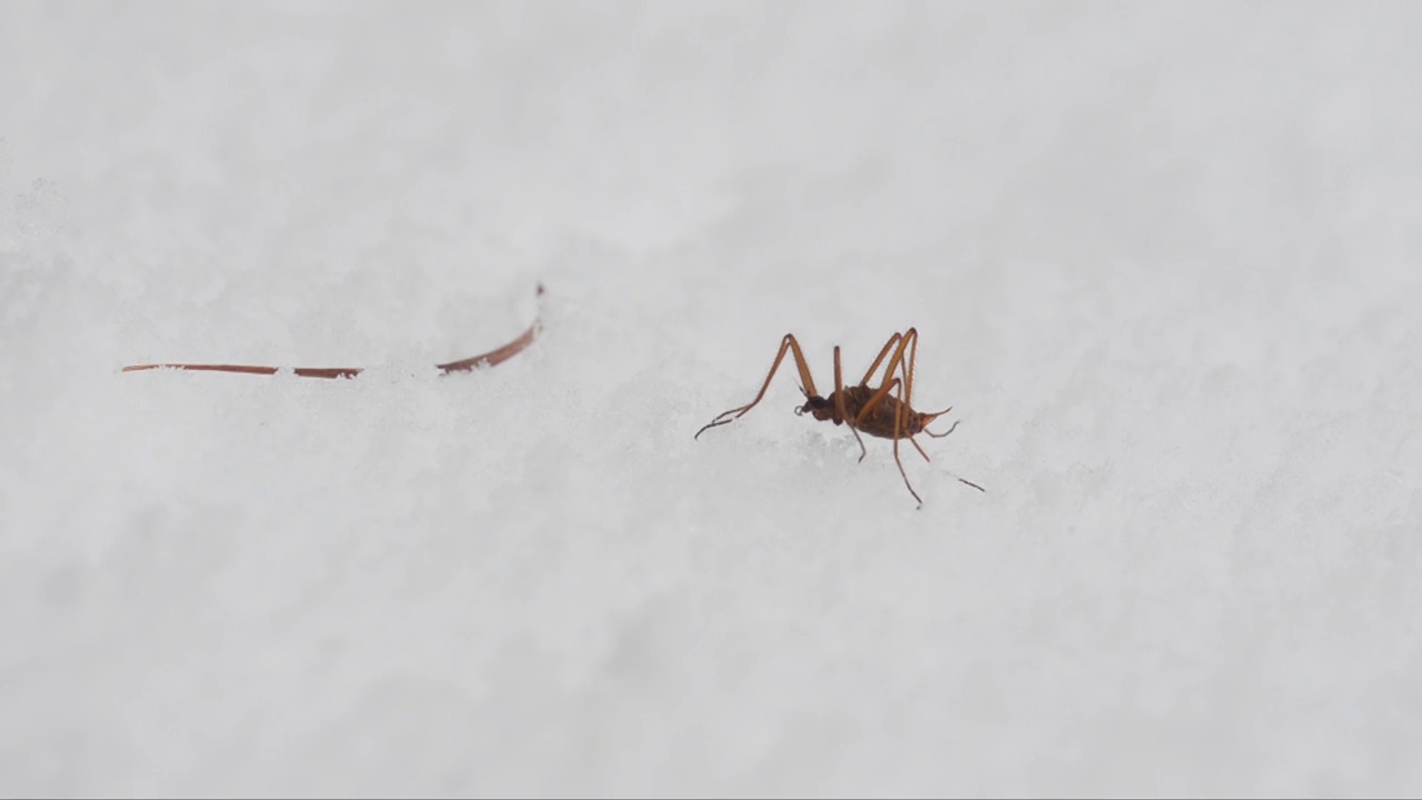 雪虫，雪上的昆虫视频素材