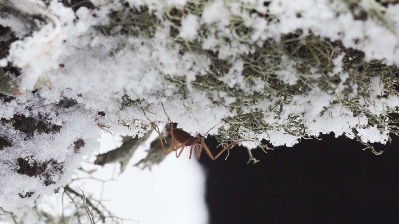 雪虫，雪上的昆虫视频素材