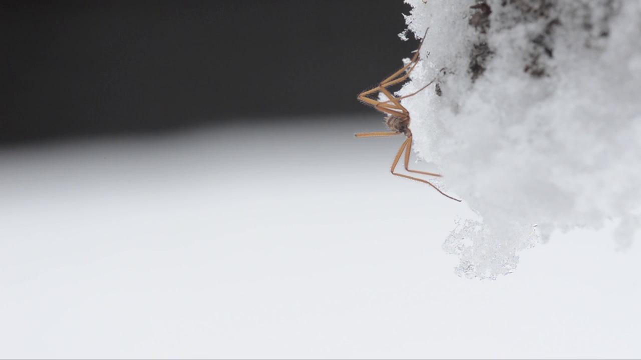 雪虫，雪上的昆虫视频素材