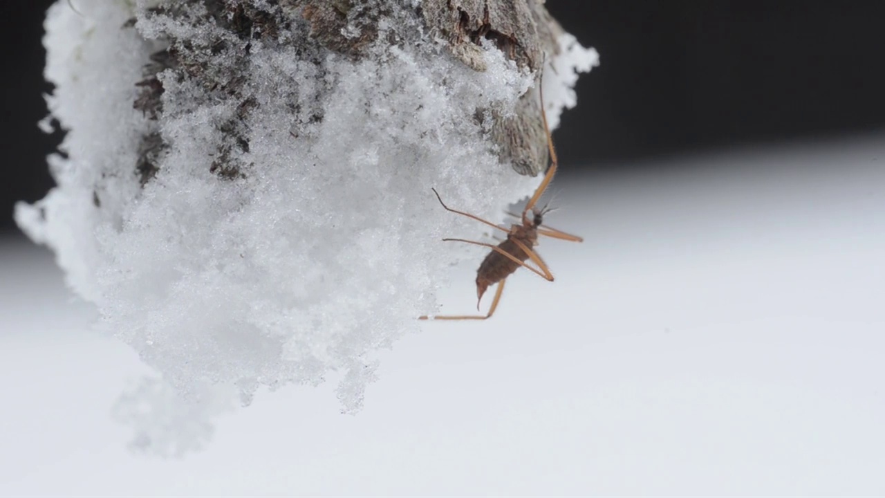 雪虫，雪上的昆虫视频素材