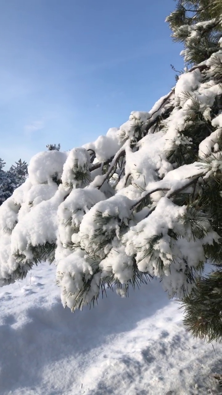 松枝上的雪映着蓝天。视频素材