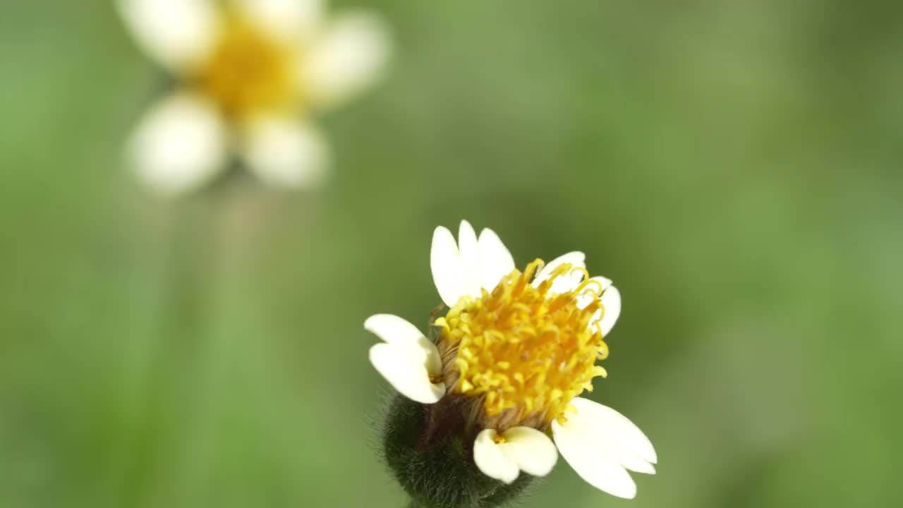 蜜蜂收集花粉在黄色的花在绿色的自然花园模糊的背景，蜜蜂飞过黄色的花在模糊的背景。视频素材