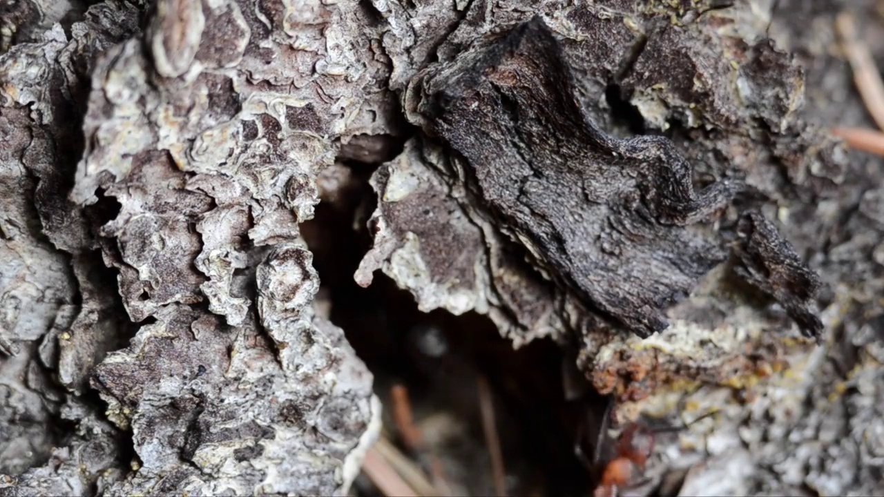 蚂蚁在落叶松树皮上奔跑视频素材