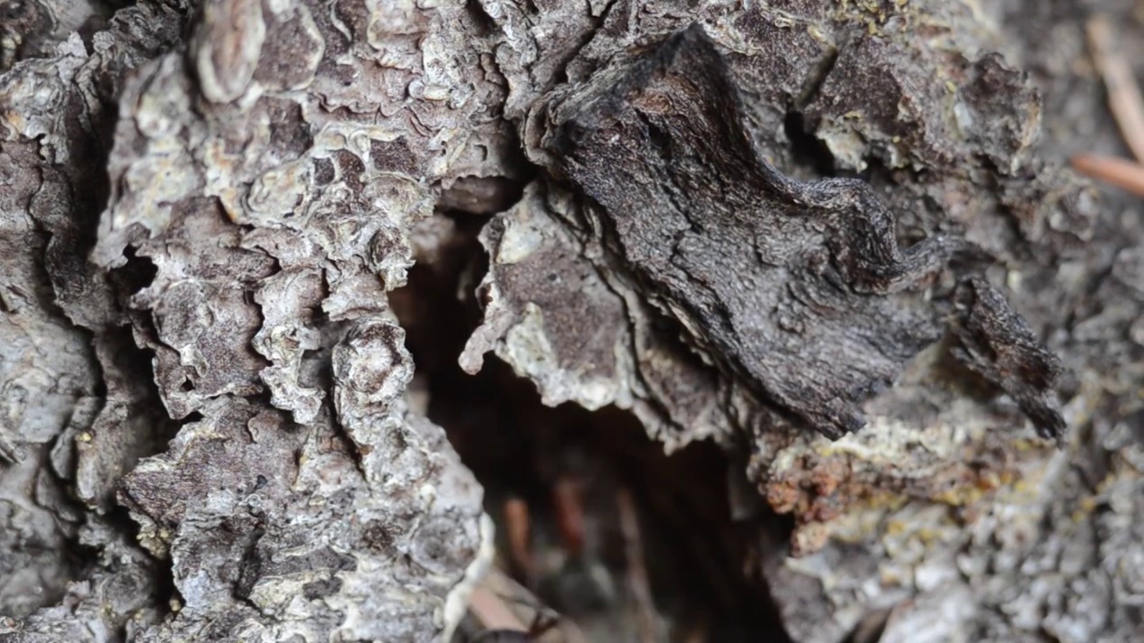 蚂蚁在落叶松树皮上奔跑视频素材