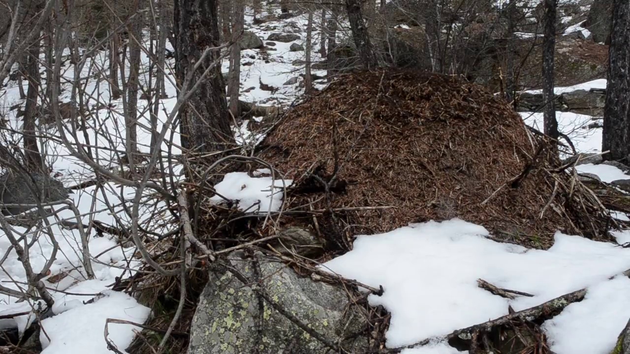 被雪覆盖的红蚁巢视频素材