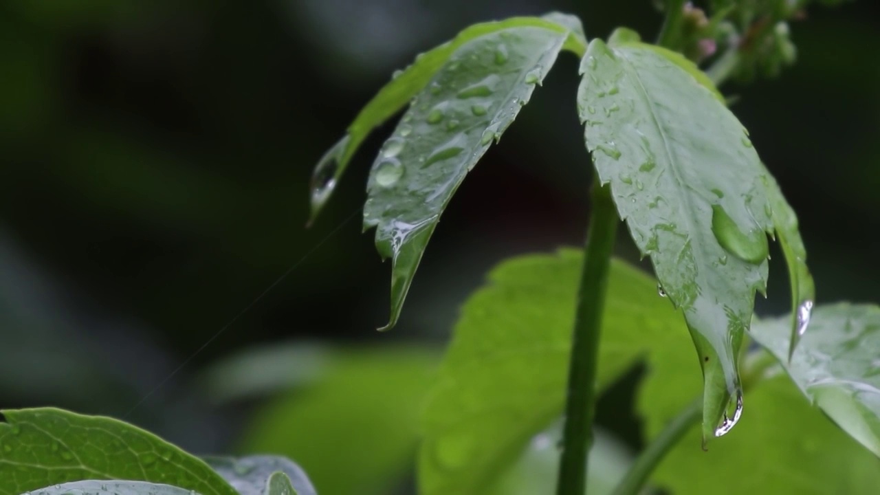 一场大雨过后，春雨滴在树叶上是美丽的，清晰得像一声哨子视频素材