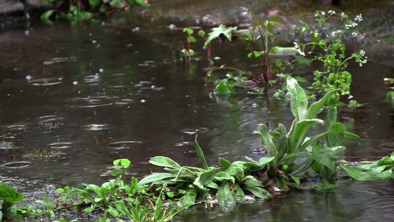 一场瓢泼的春雨过后，花园里成了一个水坑。水滴落在水坑里。绿色的植物被淹没了，都在水里。雨一直下个不停视频素材