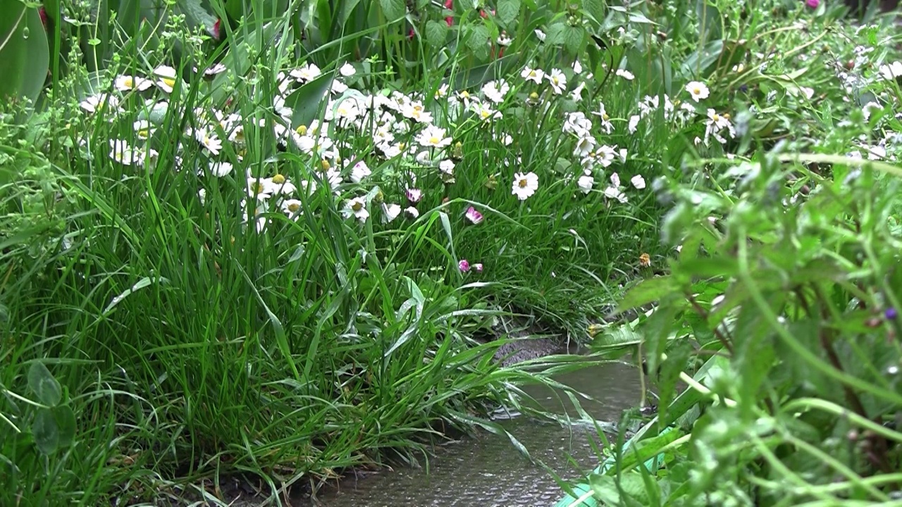 一场瓢泼的春雨过后，花园里成了一个水坑。水滴落在水坑里。大自然享受雨，绿色植物在雨中视频素材