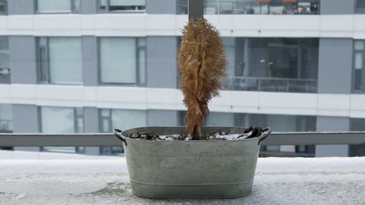 一棵橘黄色的小树上飘落着雪花的慢镜头胶片视频下载