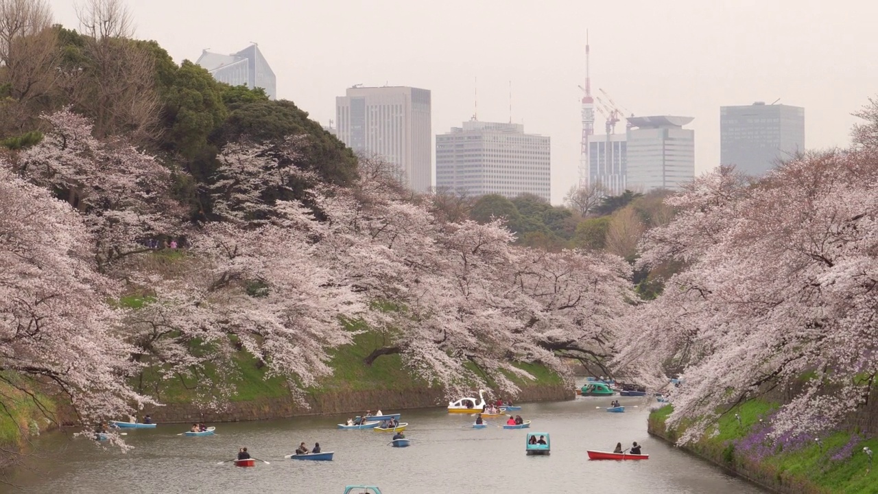 4k:樱花花瓣飘落在日本东京千origafuchi公园视频素材