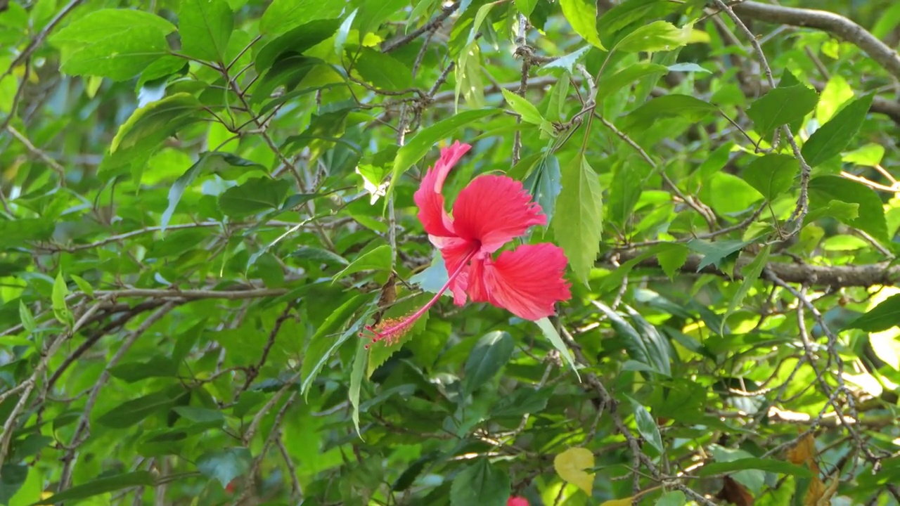 红花木槿在农业花园。视频素材