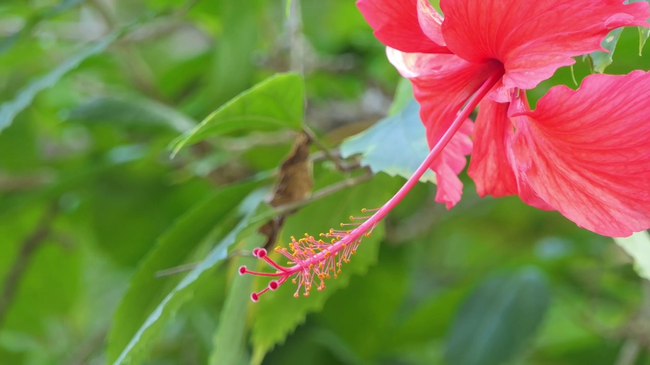 红花木槿在农业花园。视频素材