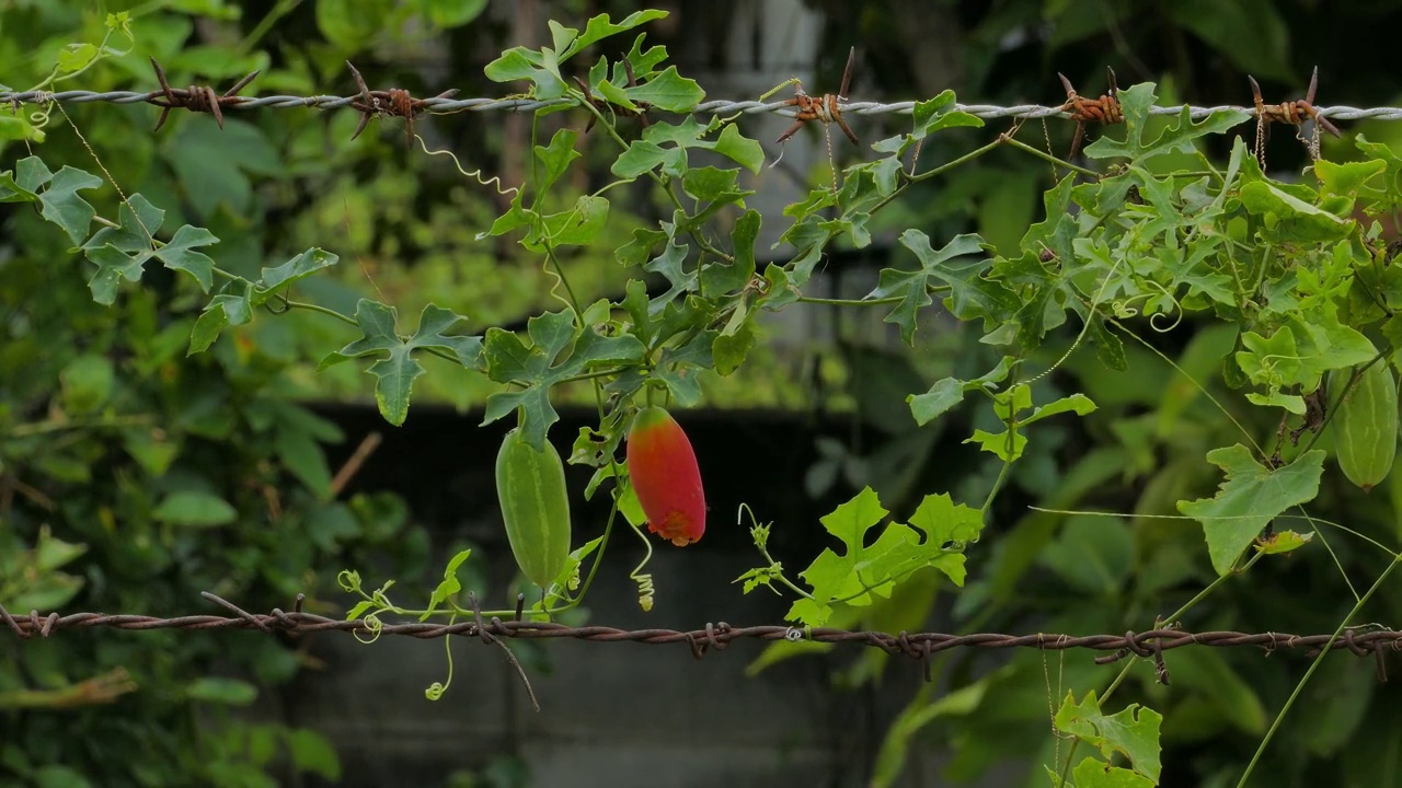 后院的常春藤葫芦视频素材