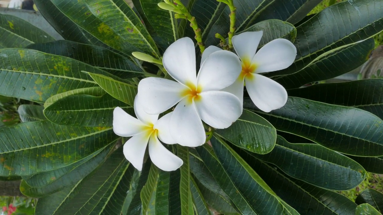 白色鸡蛋花在花园里。视频素材