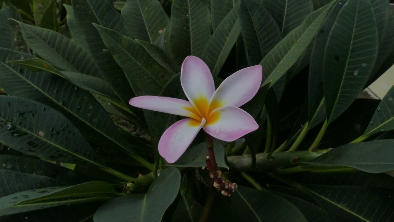 花园里的粉红色鸡蛋花。视频素材