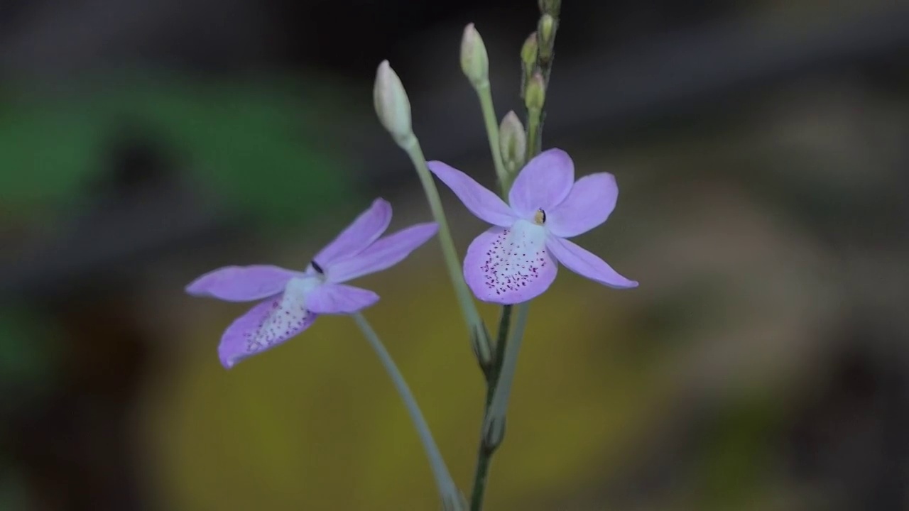 热带雨林中紫色的野花。视频素材