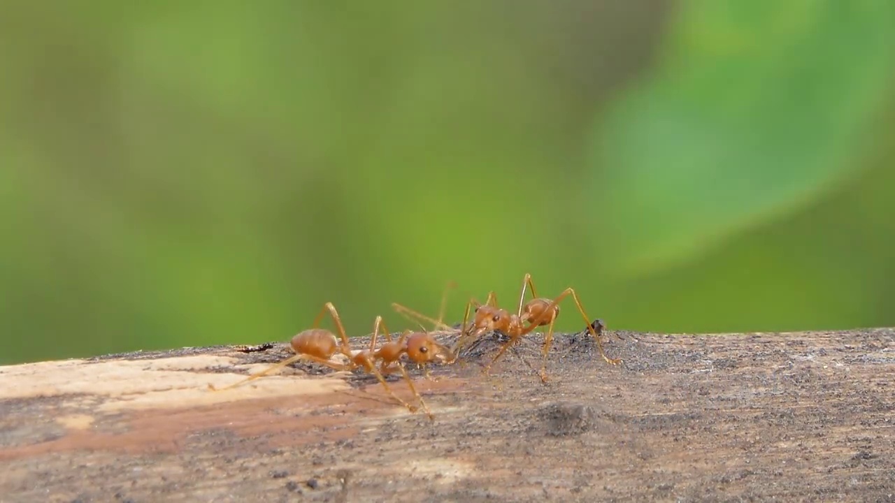 红蚂蚁在森林里的树上行走。视频素材