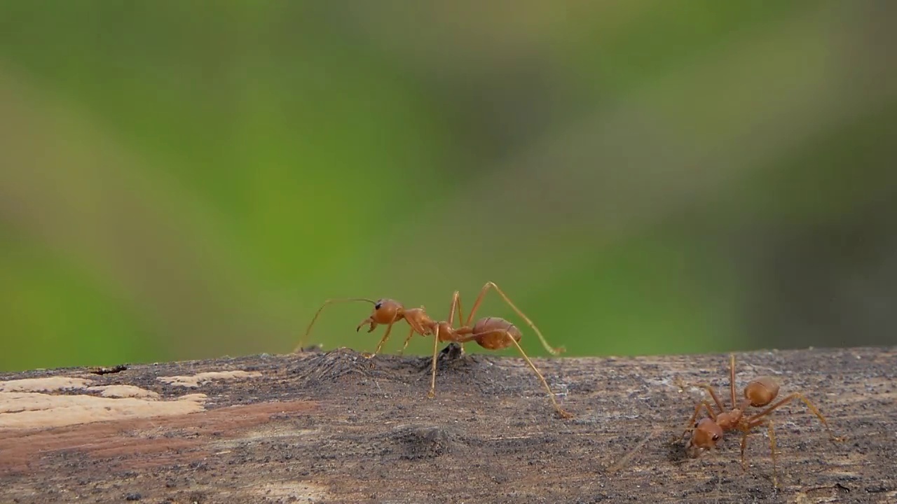 红蚂蚁在森林里的树上行走。视频下载